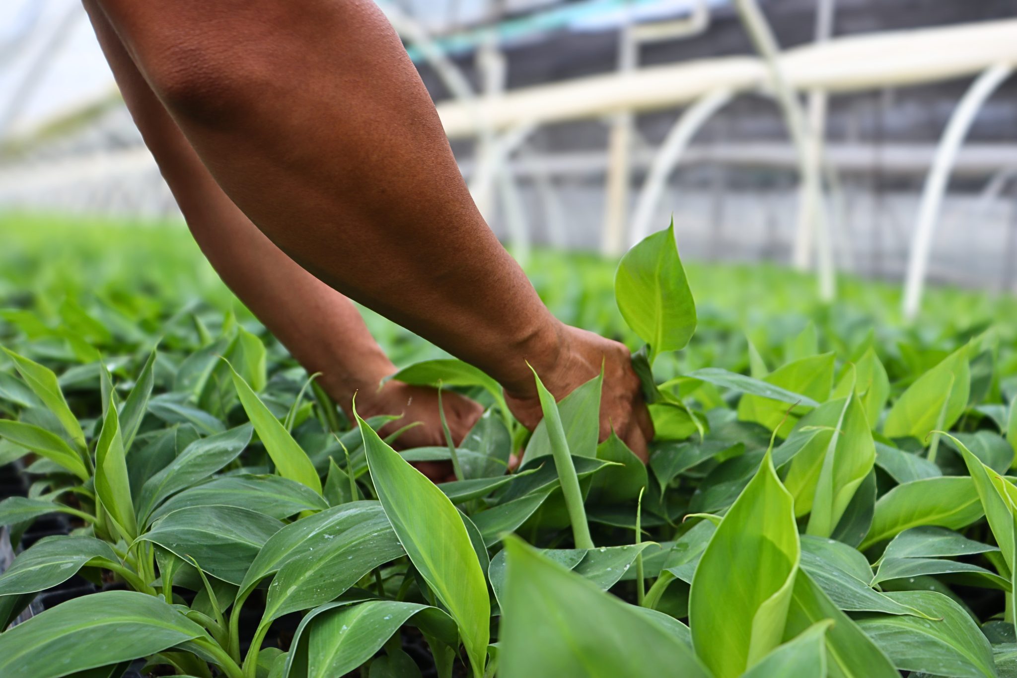 Technology – Nature Source Improved Plants